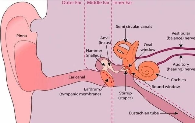 Ear and internal balance