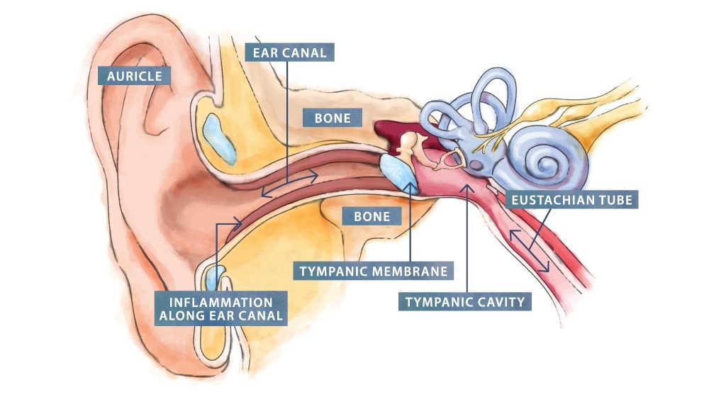 Ear and internal balance