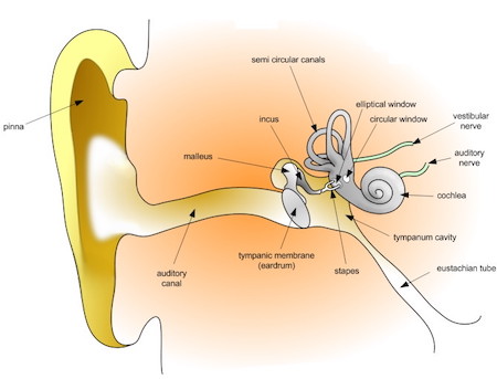 Ear and internal balance