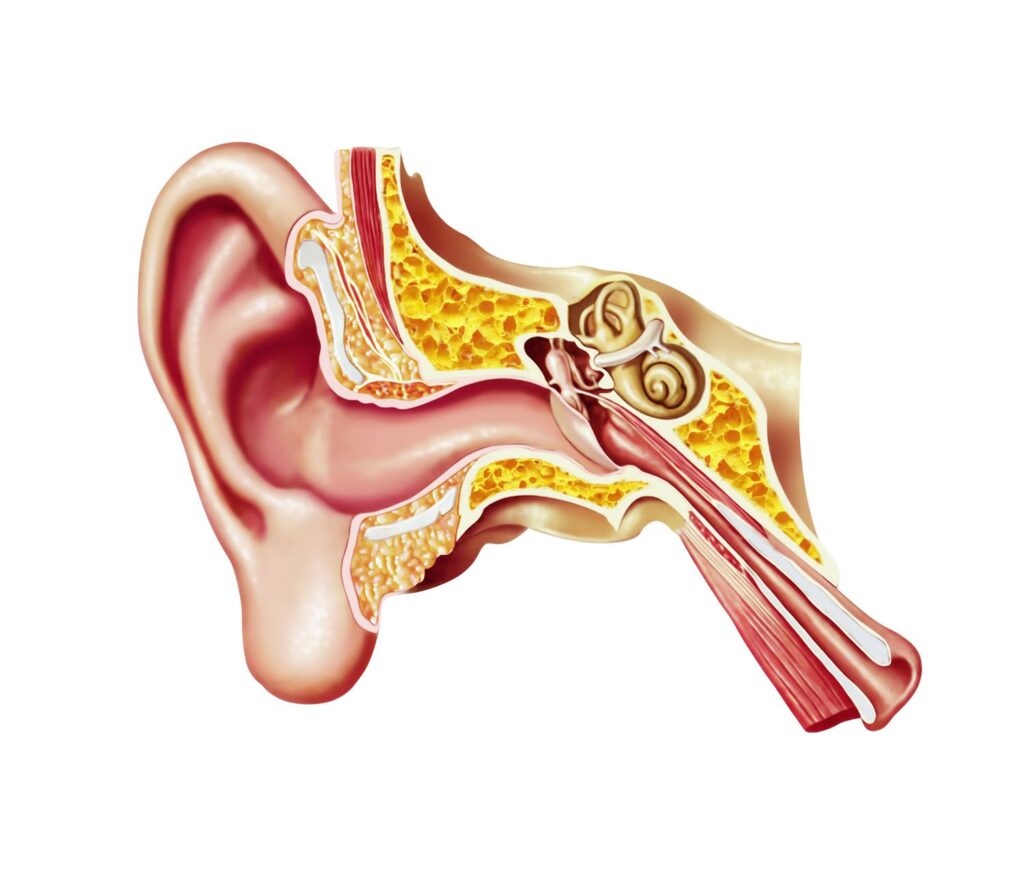 Ear and internal balance