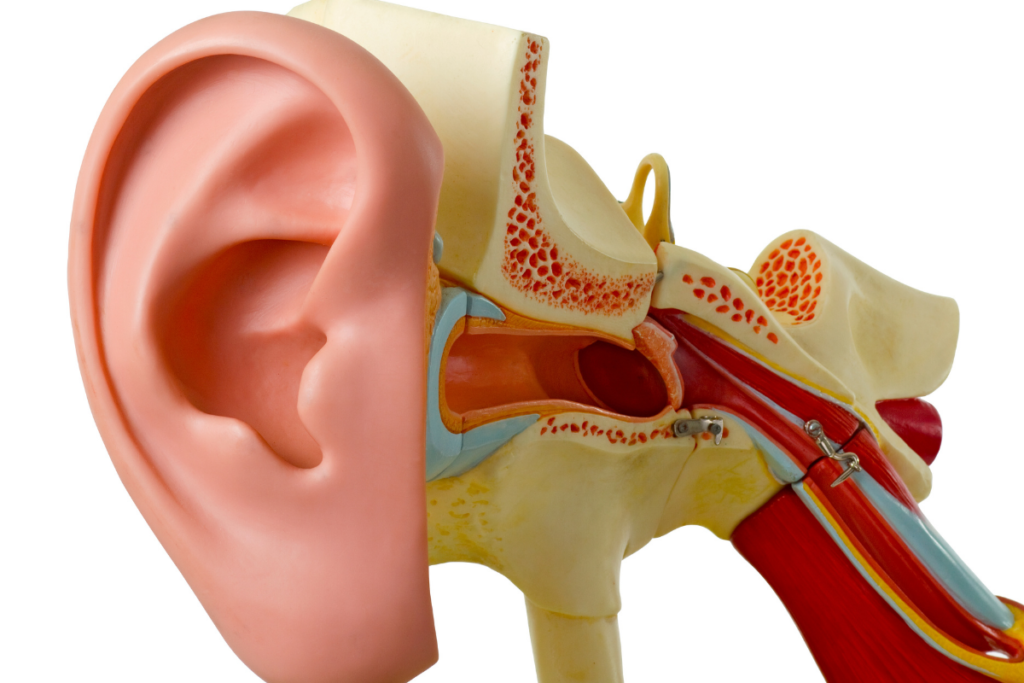 Supplements for inner ear health