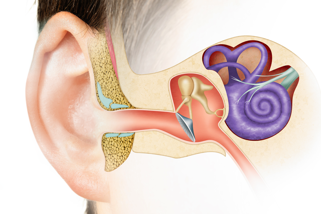 Supplements for inner ear health